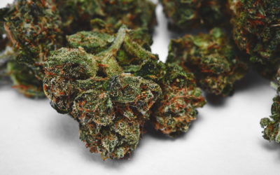 Bud Names 5 Most Popular