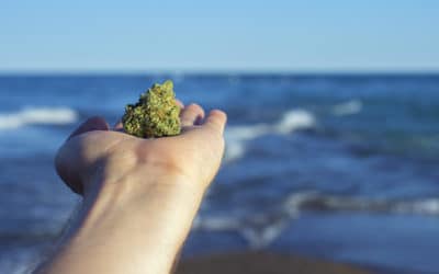 Top Shelf Cannabis For Relaxing