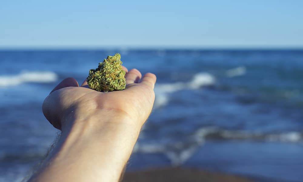 Top Shelf Cannabis For Relaxing