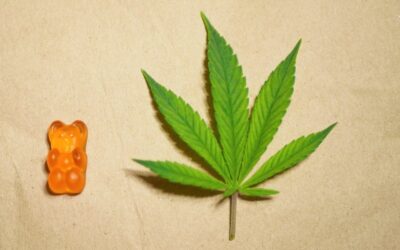 Sativa vs Indica Gummies